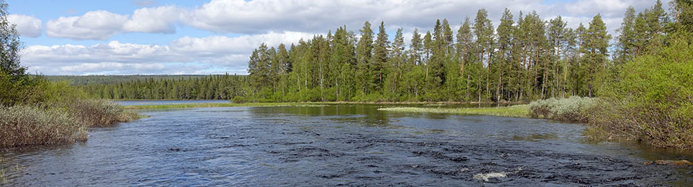 Druhy ryb lovených ve Švédsku - zahl-444.jpg