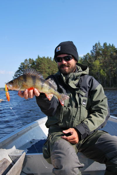 okoun - častý úlovek na švédských řekách a jezerech